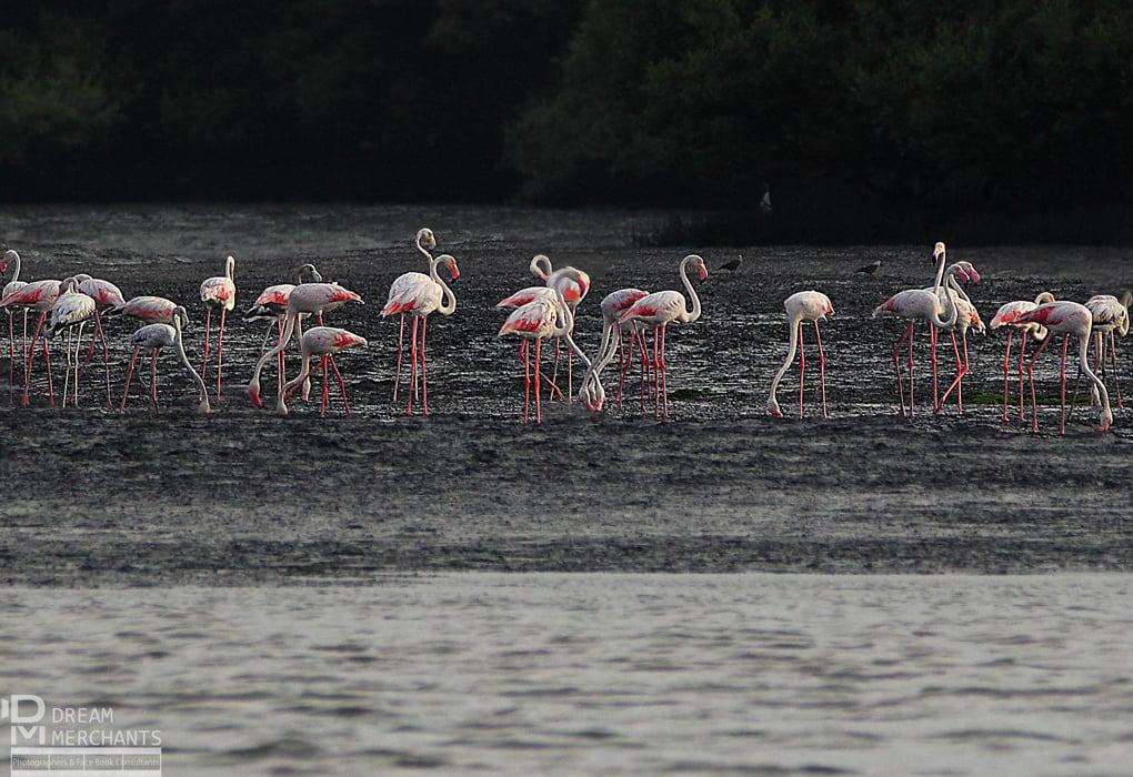 A flock of Greater Flamingos in Karachi. They are shown with pink tails and legs, from eating shrimp from the creek. 