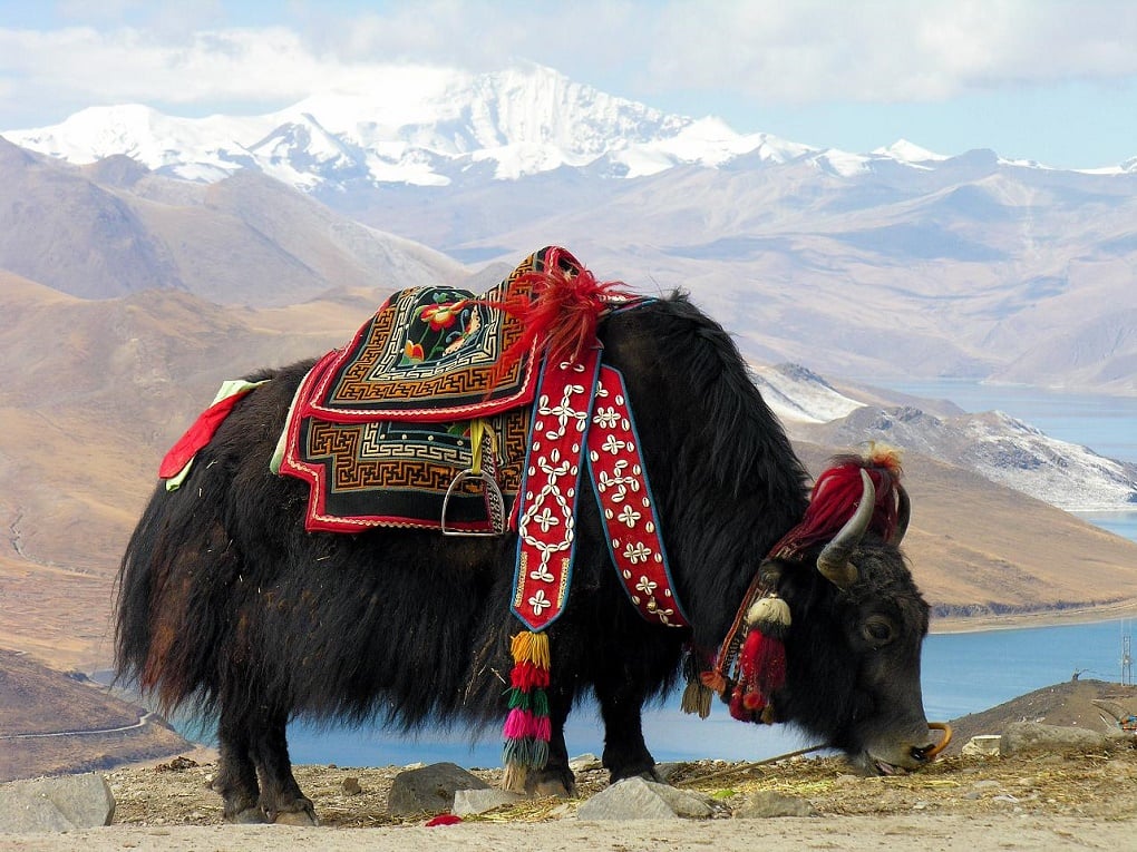 <p>A yak at Yundrok Yumtso Lake on the Tibetan plateau [image by: Dennis Jarvis]</p>