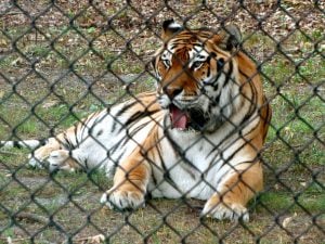<p>In the name of &#8220;conservation&#8221; China&#8217;s tiger farms have fuelled the sale and consumption of tiger parts, encouraging the destruction of the species [image by Alexa Avitto]</p>