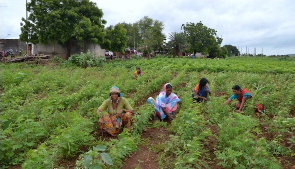 <p>Women in Marathwada are using the one-acre model to practice sustainable agriculture. [image by: Swayam Shikshan Prayog]</p>