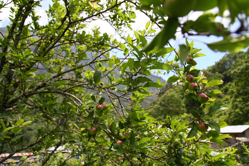 <p>Locals from Bagarchap claim both quantity and quality of apples has decreased in the lower Manang region [image by: Riwaj Rai]</p>