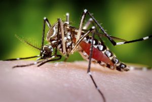 <p>Aedes aegypti mosquito [image by: James Gathany/Public Health Image Library]</p>
