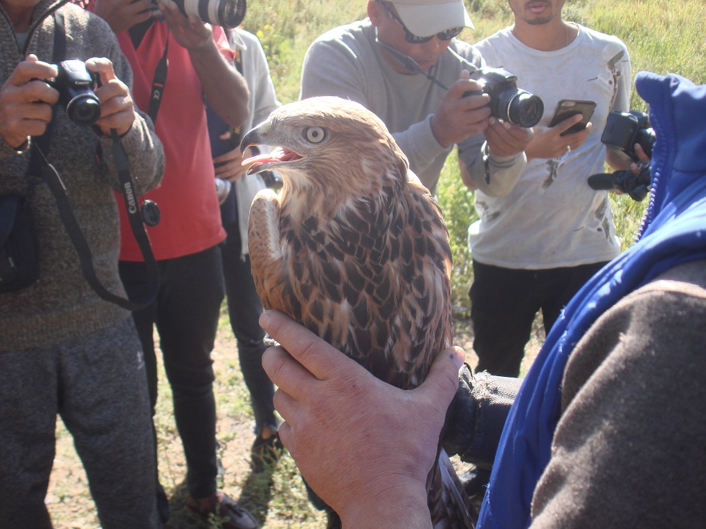 A Long-legged buzzard at the rescue centre before it took a flight in the open skies [image by: Juhi Chaudhary]