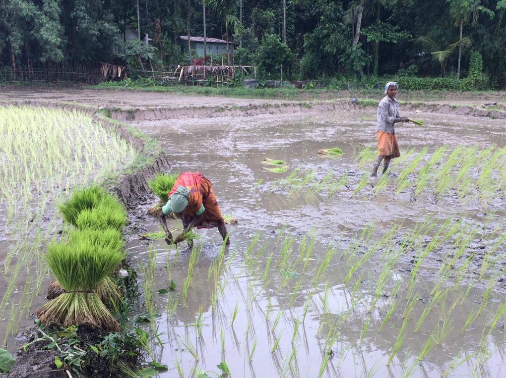 <p>Women work in paddy fields in Assam after monsoon flood waters had abated. [image: Azera Rahman]</p>