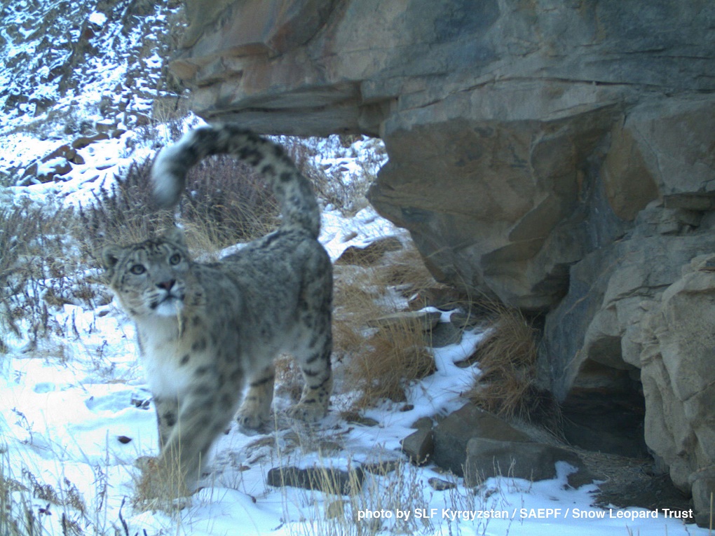 snow leopard cub 