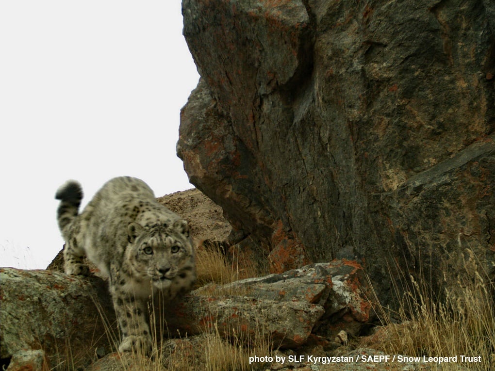 photo of snow leopard by SLF Kyrgyzstan. SAEPF, Snow Leopard Trust