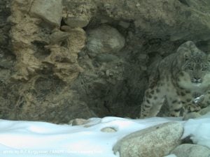 snow leopard in Kyrgyzstan. As the snow recedes, the cats population is declining