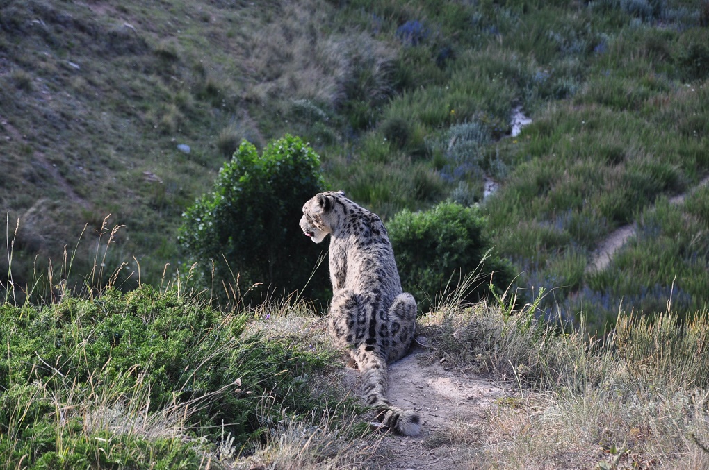 The solitary snow leopard animal faces multiple challenges. [image from: NABU archives]