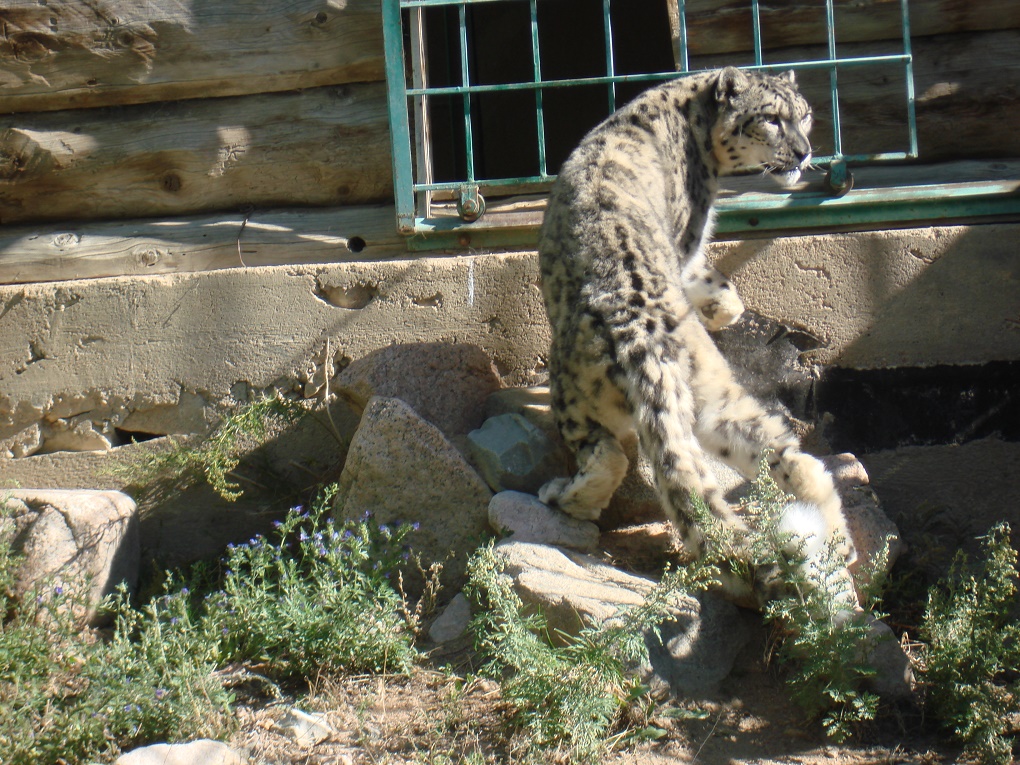 Photograph of Alcu the elusive leopard at the snow leopard rehabilitation centre, Issyk-Kul [image by: Juhi Chaudhary]