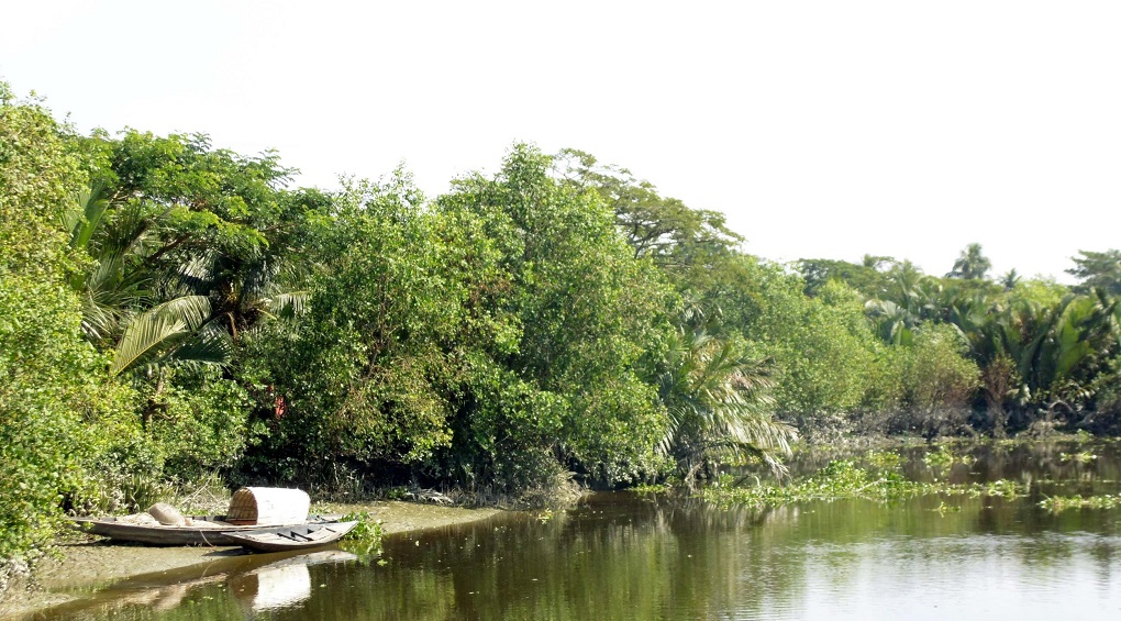 <p>Part of newly developed mangrove forest along the Chitra river in Katakhali village under Mulghar union of Bagerhat [image by: Sheikh Hedayet Ullah]</p>