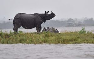 A rhino stranded by  flooding in the Kaziranga National Park [image by: Biju Boro]