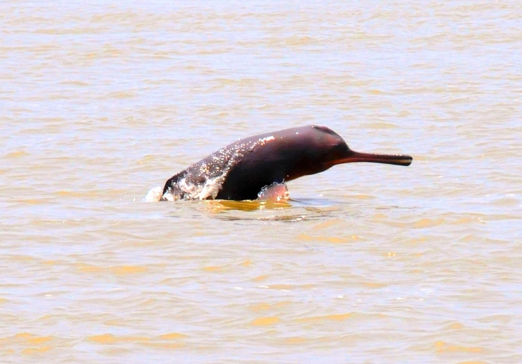 Дельфин всплывает в реке Гандак, притоке Ганги в Бихаре [фото: Мохд Имран Хан]