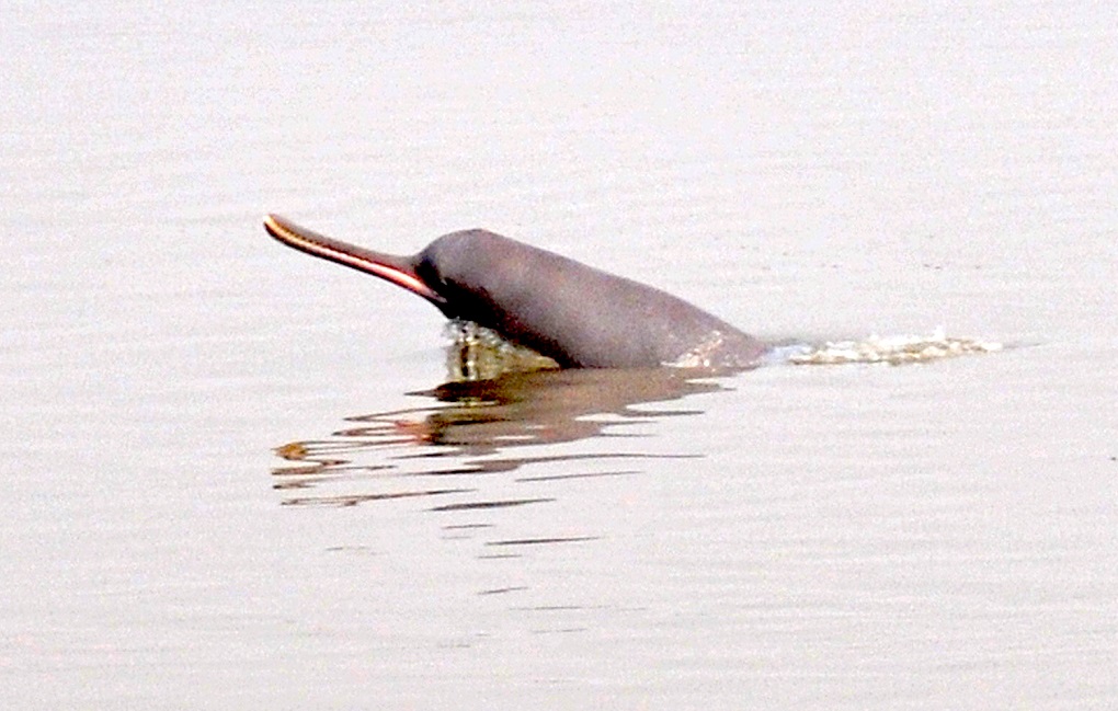 A dolphin surfacing in the Ganga [image by: Mohd Imran Khan]