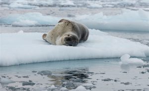 <p>A leopard seal in the Antarctic (Image: Christian Åslund / Greenpeace)</p>