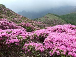 <p>Rhododendrons flowering in the mountains</p>