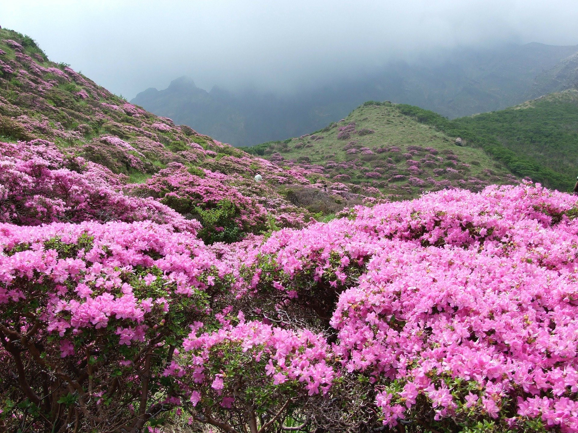 <p>Rhododendrons flowering in the mountains</p>