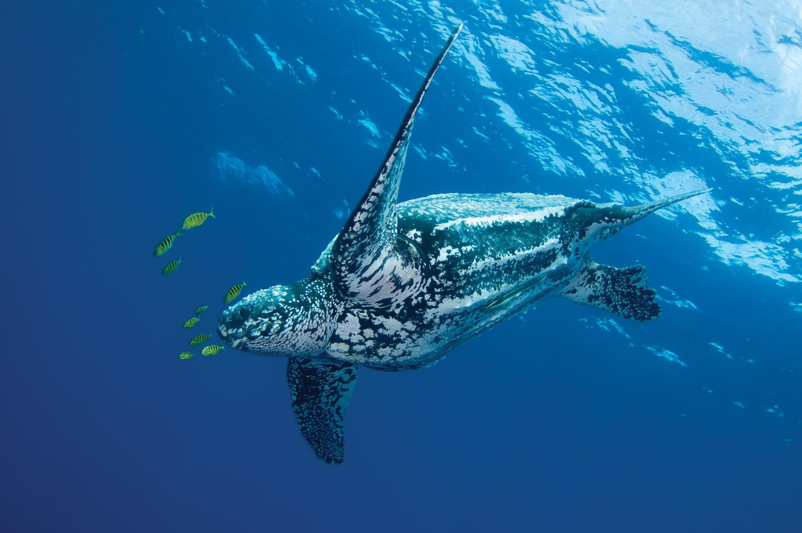 <p>Almost all sea turtle species are endangered and cross border collaboration is needed to stop their further decline (Photo: WWF)</p>