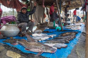 <p>A local fish market at Koshi Barrage  in eastern Nepal. Most of the fish in the market are from Koshi River {image by: Nabin Baral] </p>