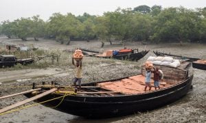 As agricultural productivity flounders in the Sundarbans
