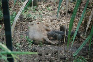 <p>The successful breeding of the pygmy hog in captivity has been key success [image by: Pygmy Hog Conservation Programme ]</p>