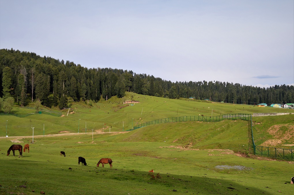 alpine pastures in Jammu and Kashmir