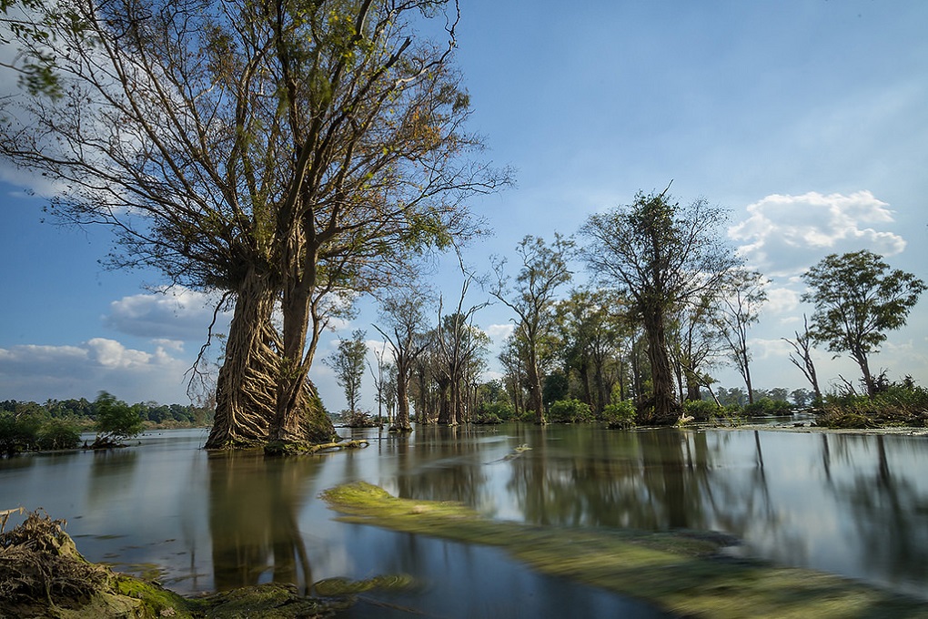 <p>Trees growing in the Mekong River in Stung Treng of Cambodia [image by: Sokratana Hou/MRC]</p>