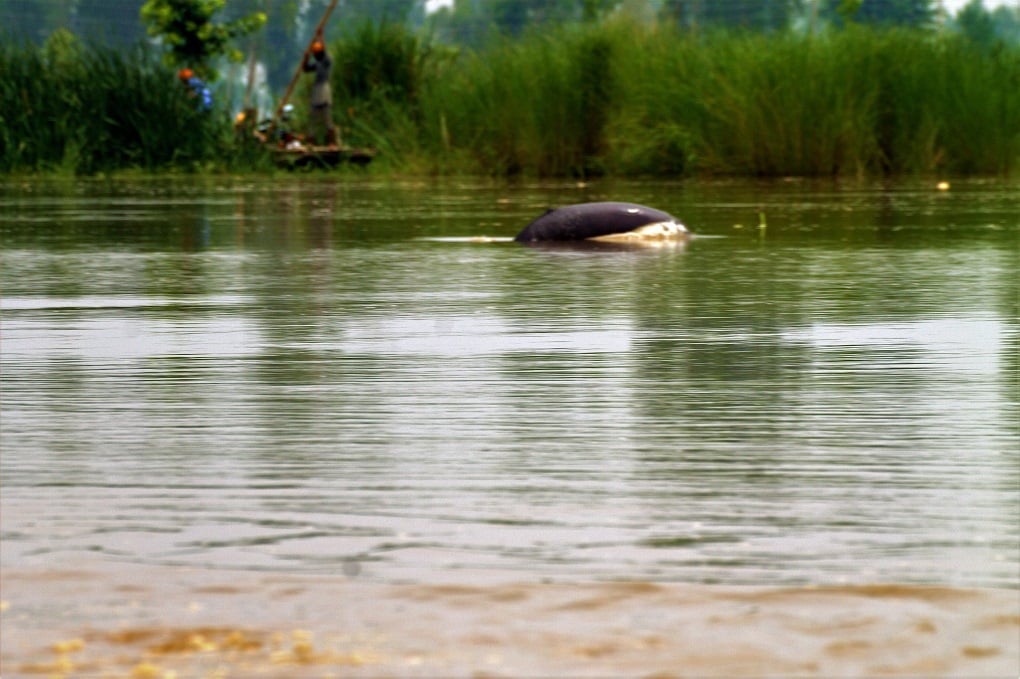 Indus River dolphin near the village of Mundapind 