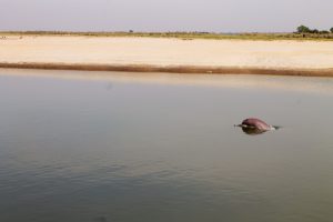 <p>An Indus river dolphin spotted in Dhunda [image courtesy: WWF-India]</p>