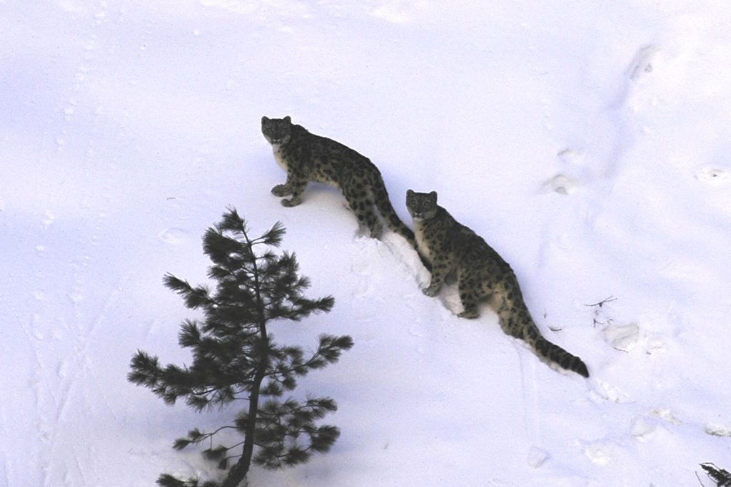 a rare sighting of a pair of Himalayan snow leopards