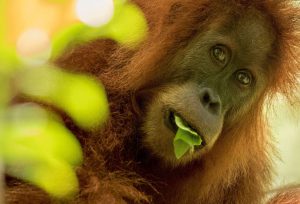 <p>The Tapanuli orangutan, one of the world’s rarest apes, is imperilled by a hydropower project in Sumatra, Indonesia (Image: Maxime Aliaga)</p>