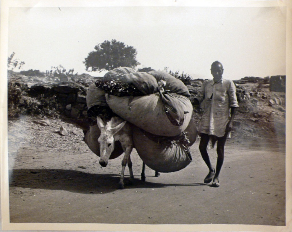 <p>A vintage photograph of a man using a donkey to transport goods [image via: Smithsonian Institution/Wikipedia]</p>