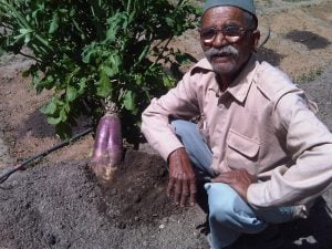 Farmer stands by his new radish variety in Dyanand Joshi Central Himalayas