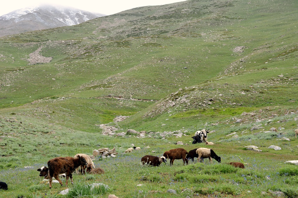 <p>Only a little grass and a few animals grazing near the Deosai National Park, as climate change has affected fodder growth and has forced people to sell most of their livestock [image by: Amar Guriro]</p>