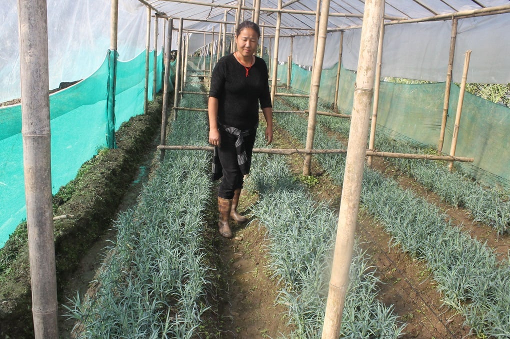 woman in a greenhouse in Sikkim. Greenhouses are needed to grow produce that does not respond to cold weather