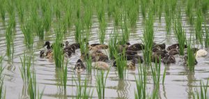 <p>Ducks at a rice farm [image by: Practical Action / Swarnima Shrestha]</p>