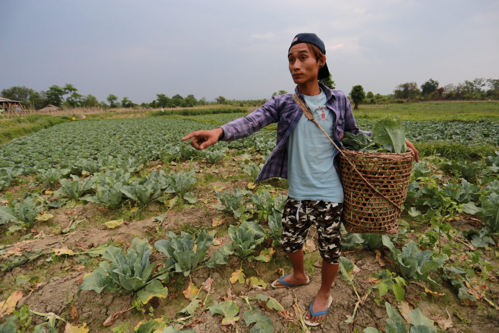A farmer harvests Chinese Kale in Khamti township