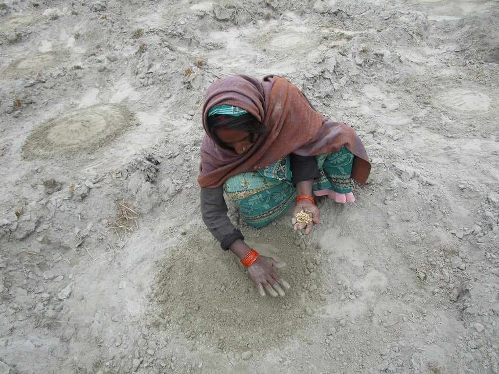 a women is shown sowing seeds for silt farming 