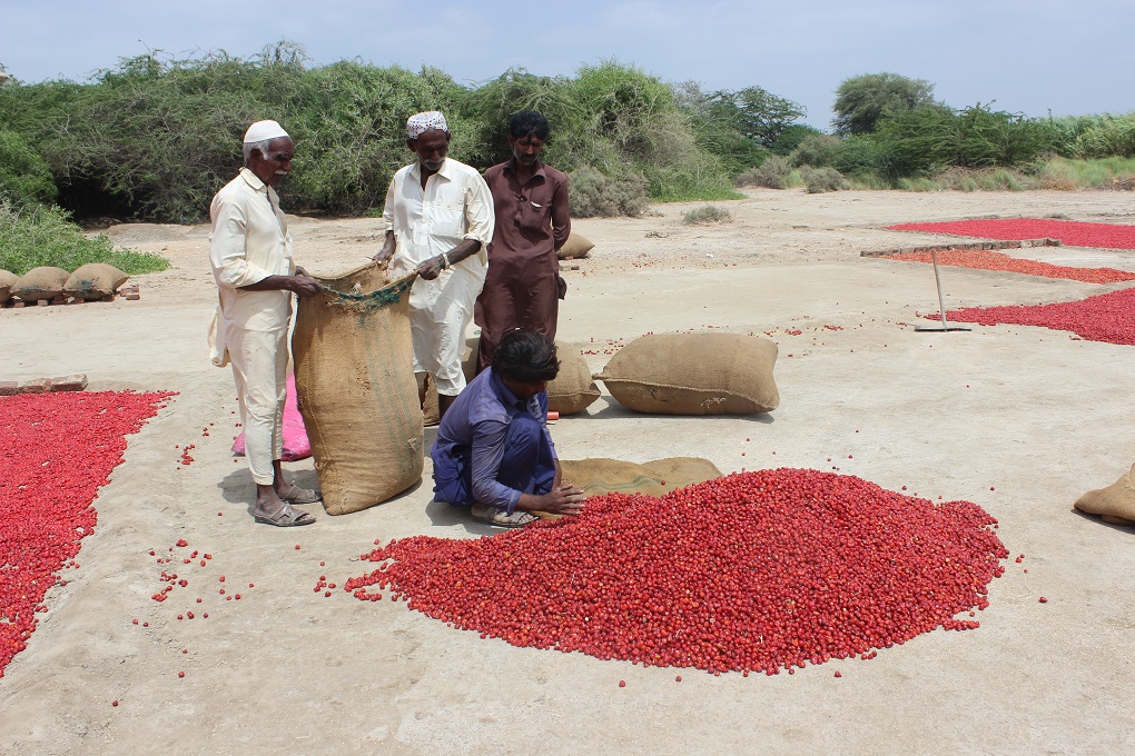 red chillies on Kamal Khan Noonwani's land [image by: Zofeen T. Ebrahim]