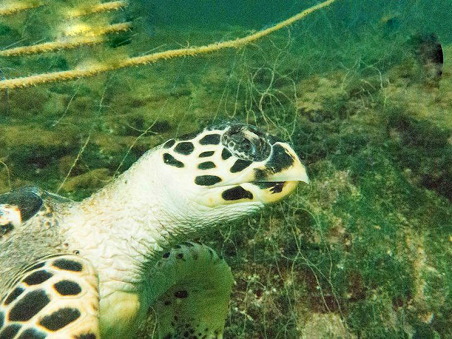 turtle entangled in a net in the Arabian Sea (Photo: Saquib Mehmood).