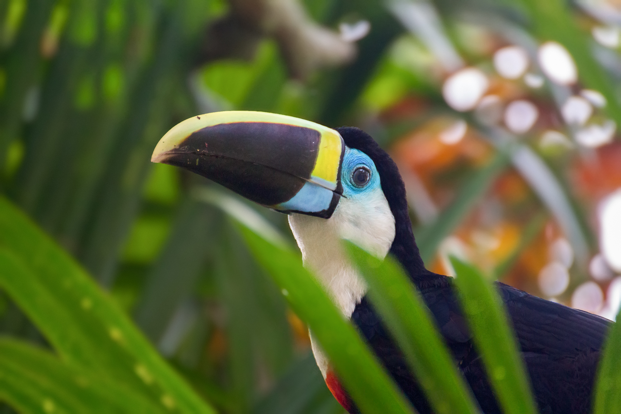 White-throated Toucan behind a plant (Photo: Fernando Flores)