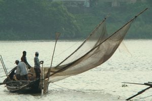 <p>Fishermen in West Bengal, India use Vesal net (a traditional Hilsa fishing gear) to catch Hilsa</p>