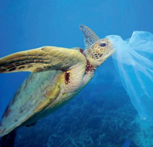 <p>Green sea turtle (Chelonia mydas) with a plastic bag, Moore Reef, Great Barrier Reef, Australia. The bag was removed by the photographer before the turtle had a chance to eat it [image by: Troy Mayne WWF]</p>