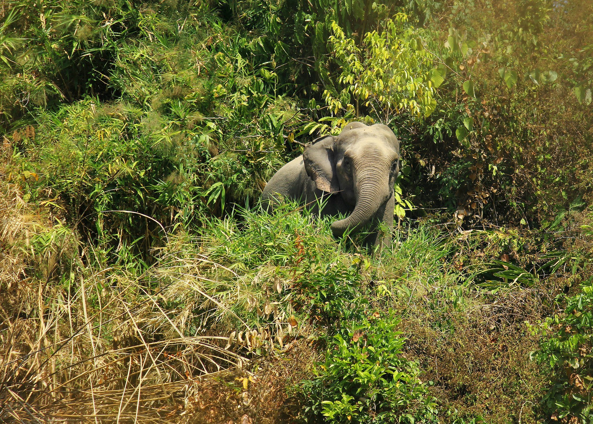 An Asian elephant in Cox's Bazar [Image by: Syedabbas321/commons.wikimedia CC BY-SA 4.0]