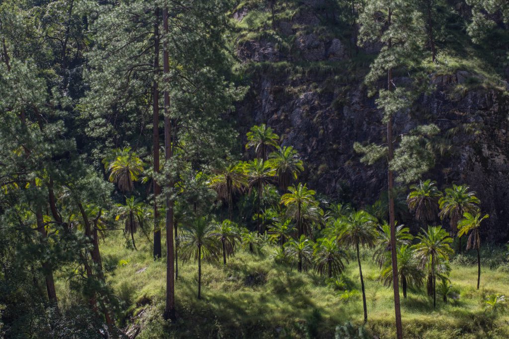 alpine forests and palm trees growing together on river banks in Humla Nepal