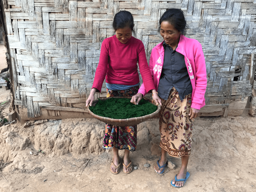 women holding Khai they have harvested in Mat Bri village  (Image by the author)