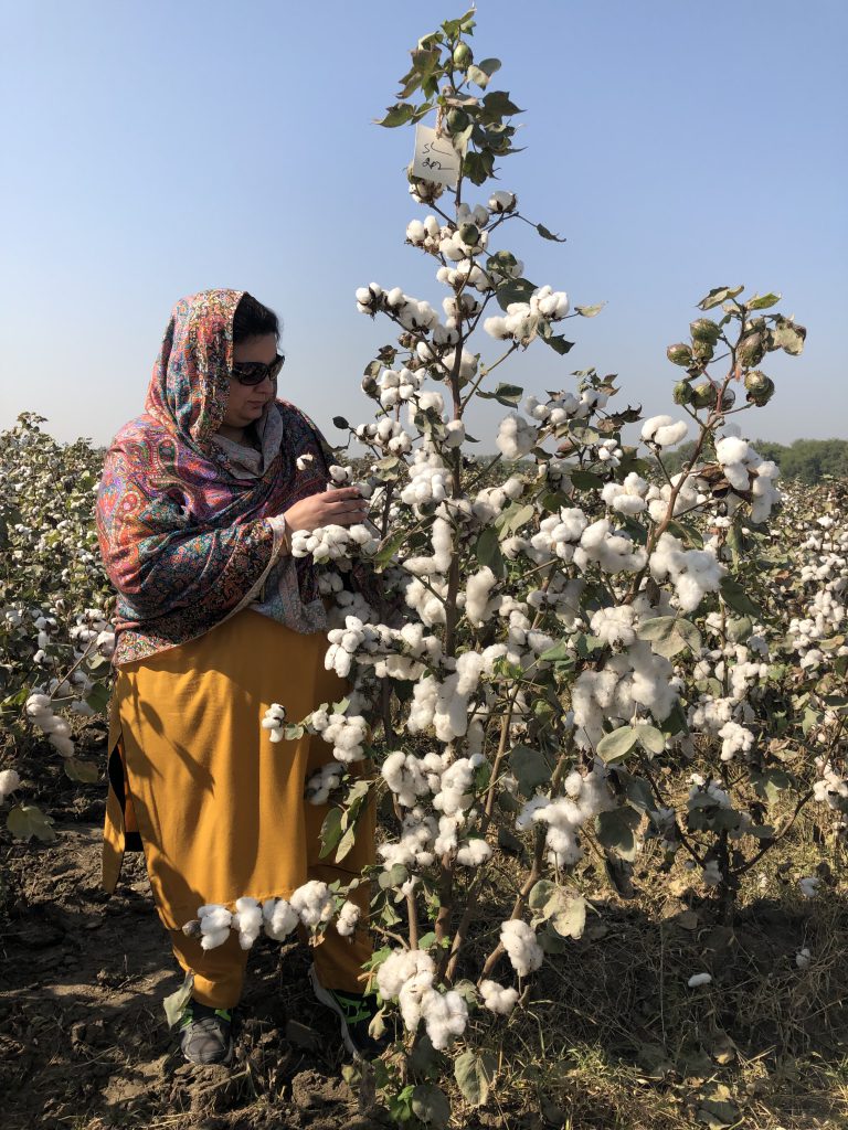 Woman tending her cotton crop (Photo courtesy: Rabia Sultan)