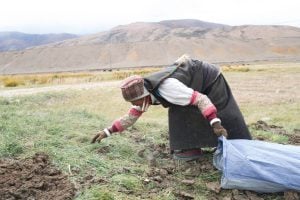 <p>A Tibetan woman collects yak dung for cooking fuel in  Kardung Village in Tibet. This is the first village on the bank of Karnali River (also called Mapcha Khambab) in Tibet [image by: Nabin Baral]</p>