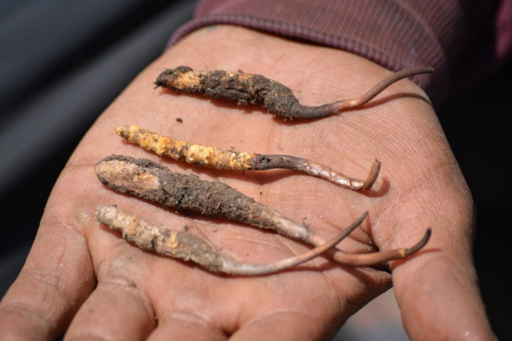 Himalayan viagra, Harvested caterpillar fungus (Photo: Pramod K. Yadav)