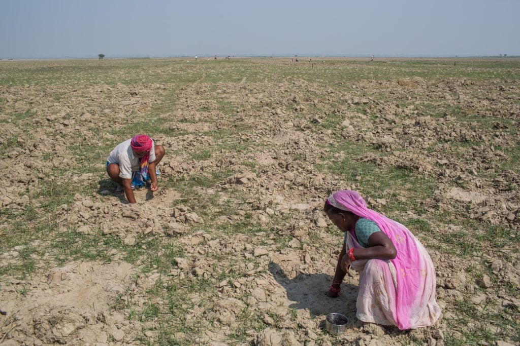 Hare Ram and his wife sow pointed gourd in the sandy soil at the confluence of the Ghaghara and the Ganga in Chhara district of Bihar [image by: Nabin Baral]