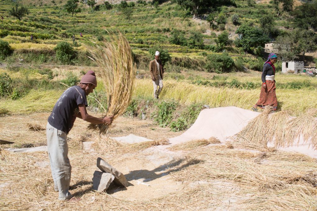farmers harvesting paddy 